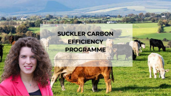 Suckler Carbon Efficiency Programme (#SCEP).