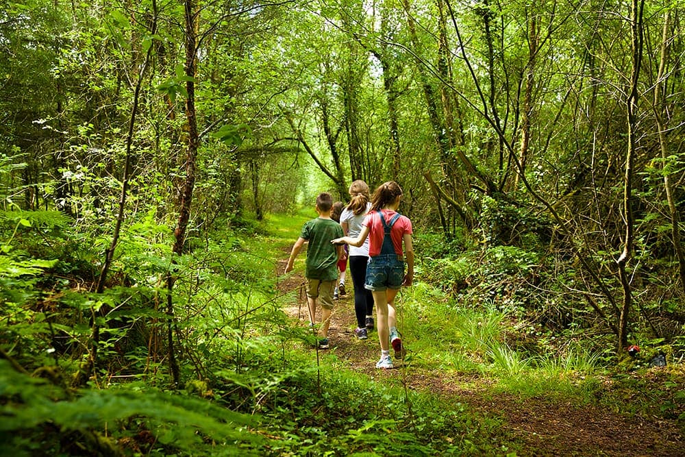 Dolan welcomes €500,000 funding for Mote Forest Park in Roscommon